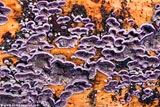 Purplepore Bracket