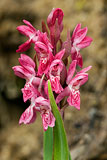 Early Marsh Orchid ssp. coccinea