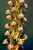 Man Orchid